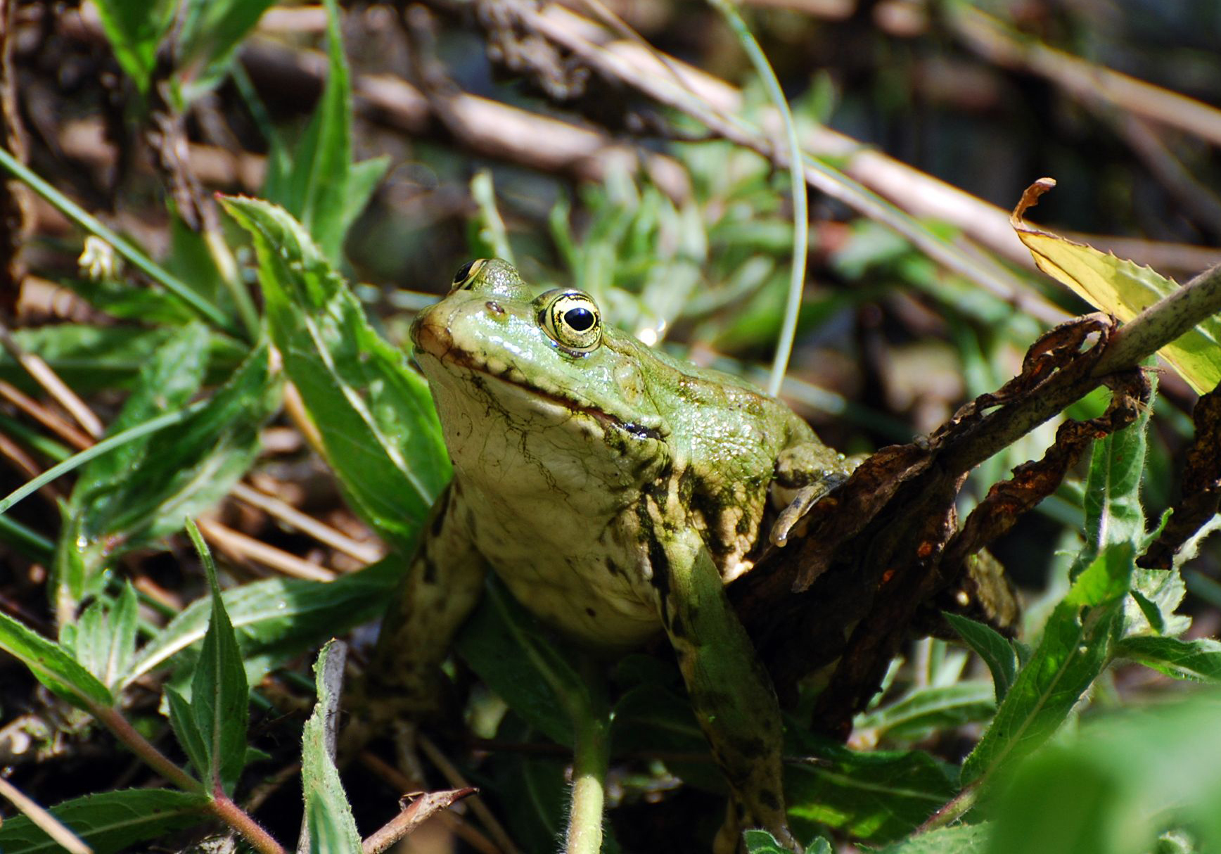 Suivi et recensement des amphibiens