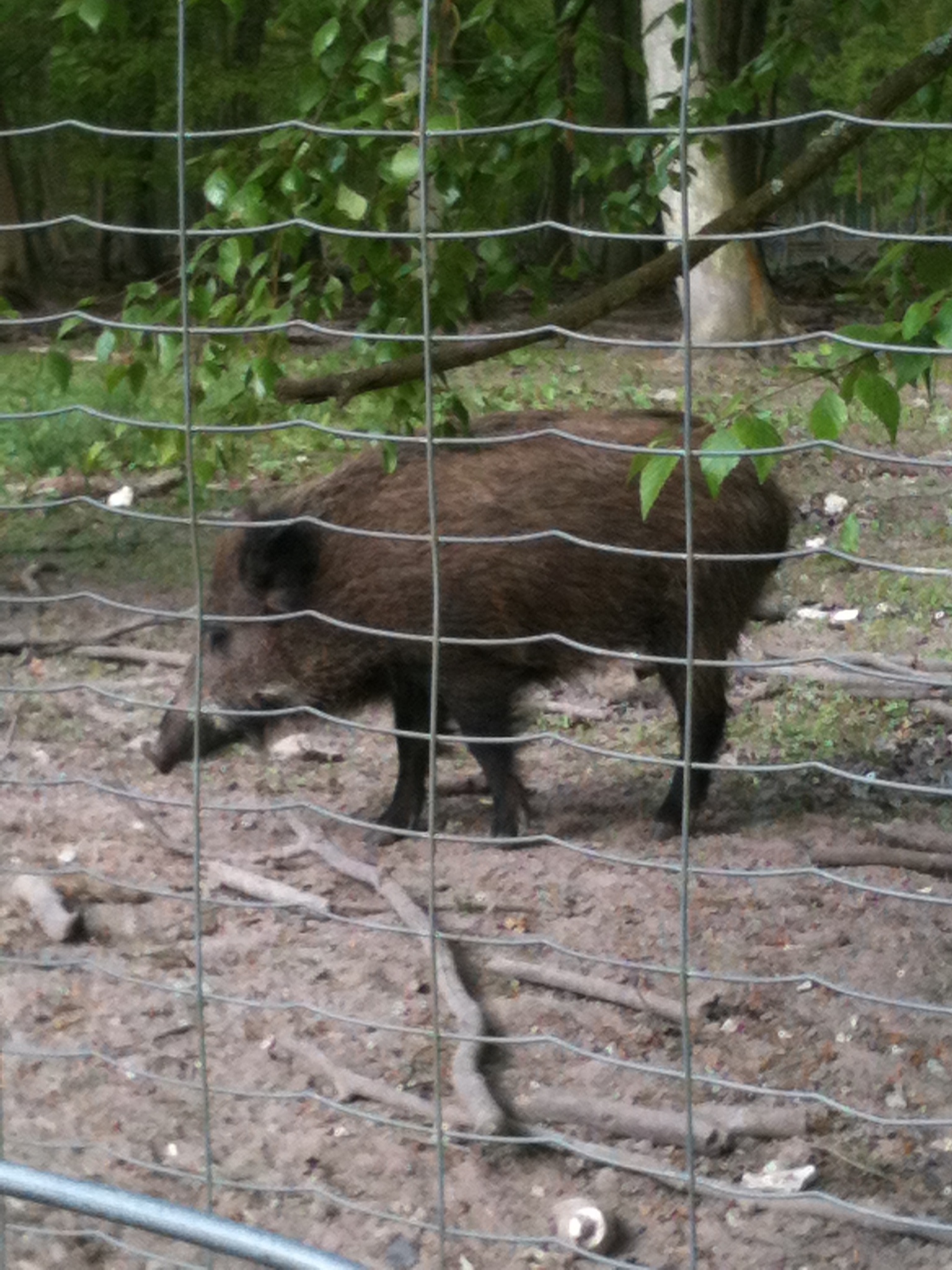 Le Parc animalier au crépuscule