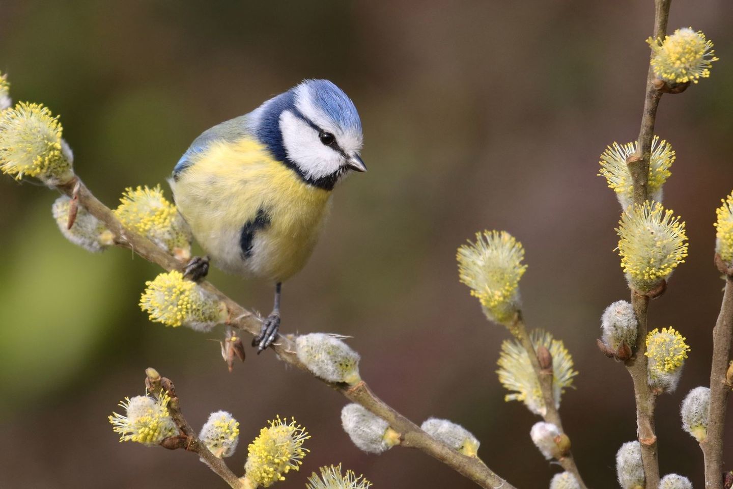 A la découverte des oiseaux du printemps
