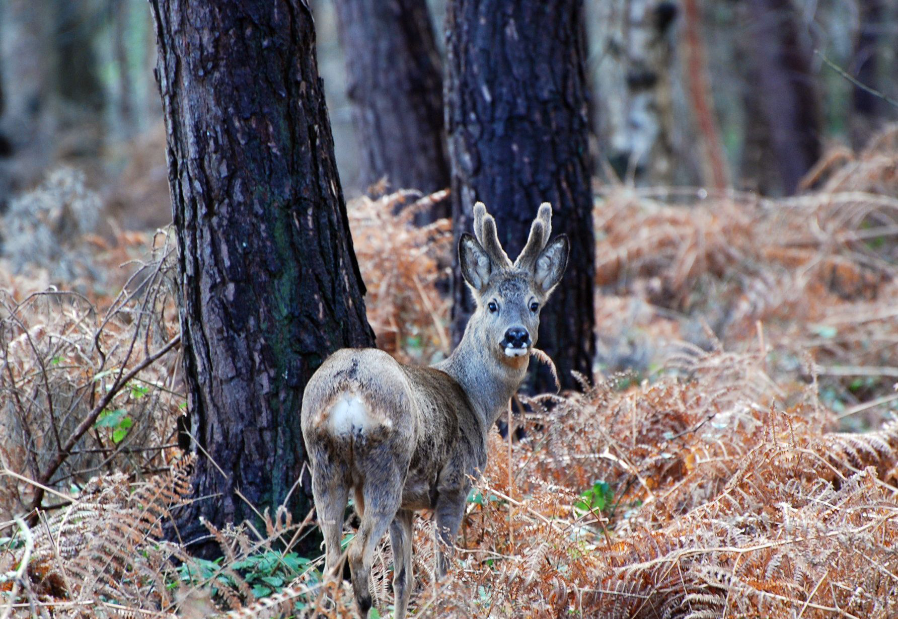 Les animaux forestiers