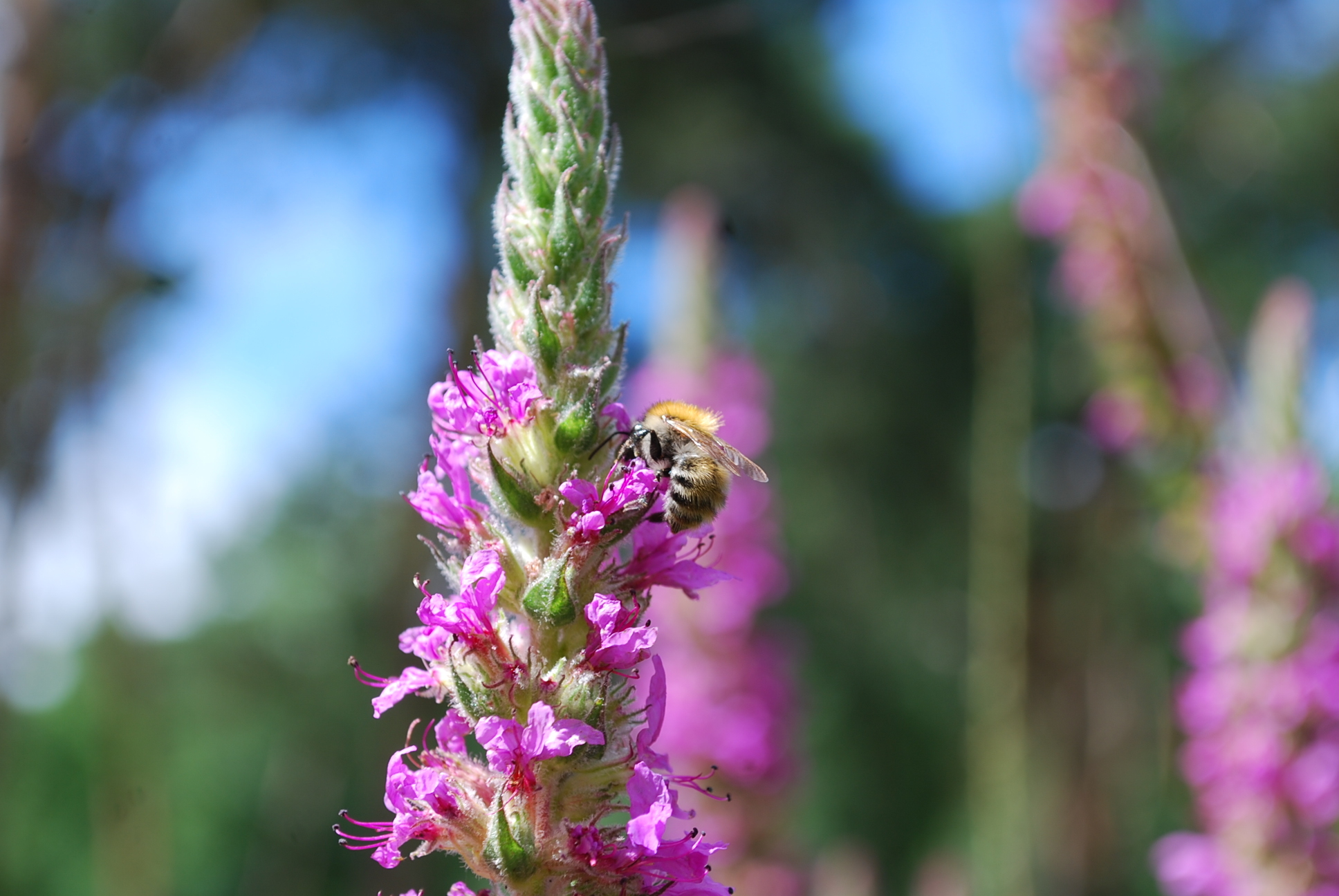 Les pollinisateurs sauvages