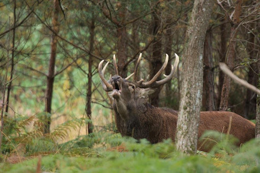 COMPLET : Le brame du Cerf
