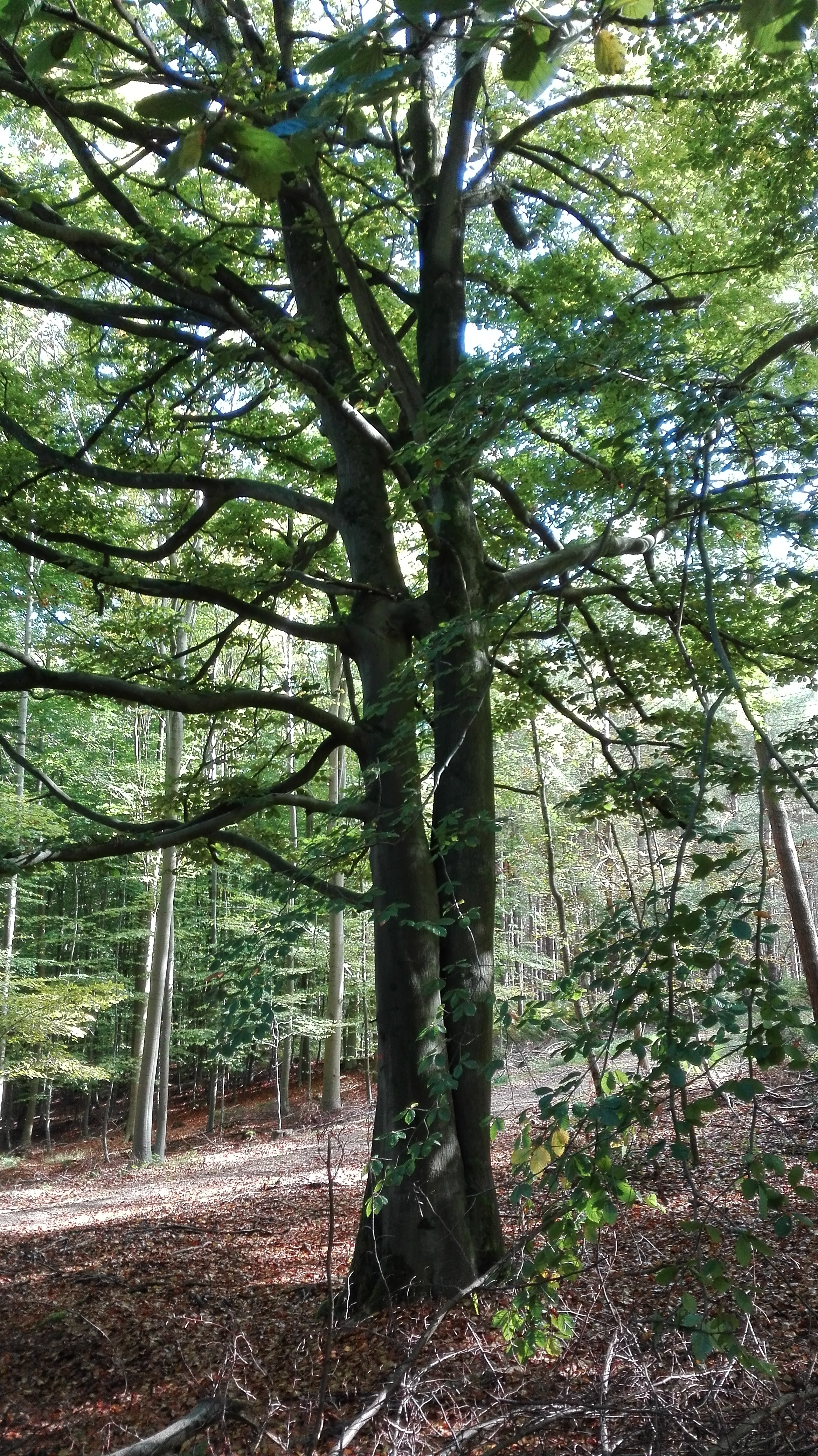Reconnaissances des essences forestières