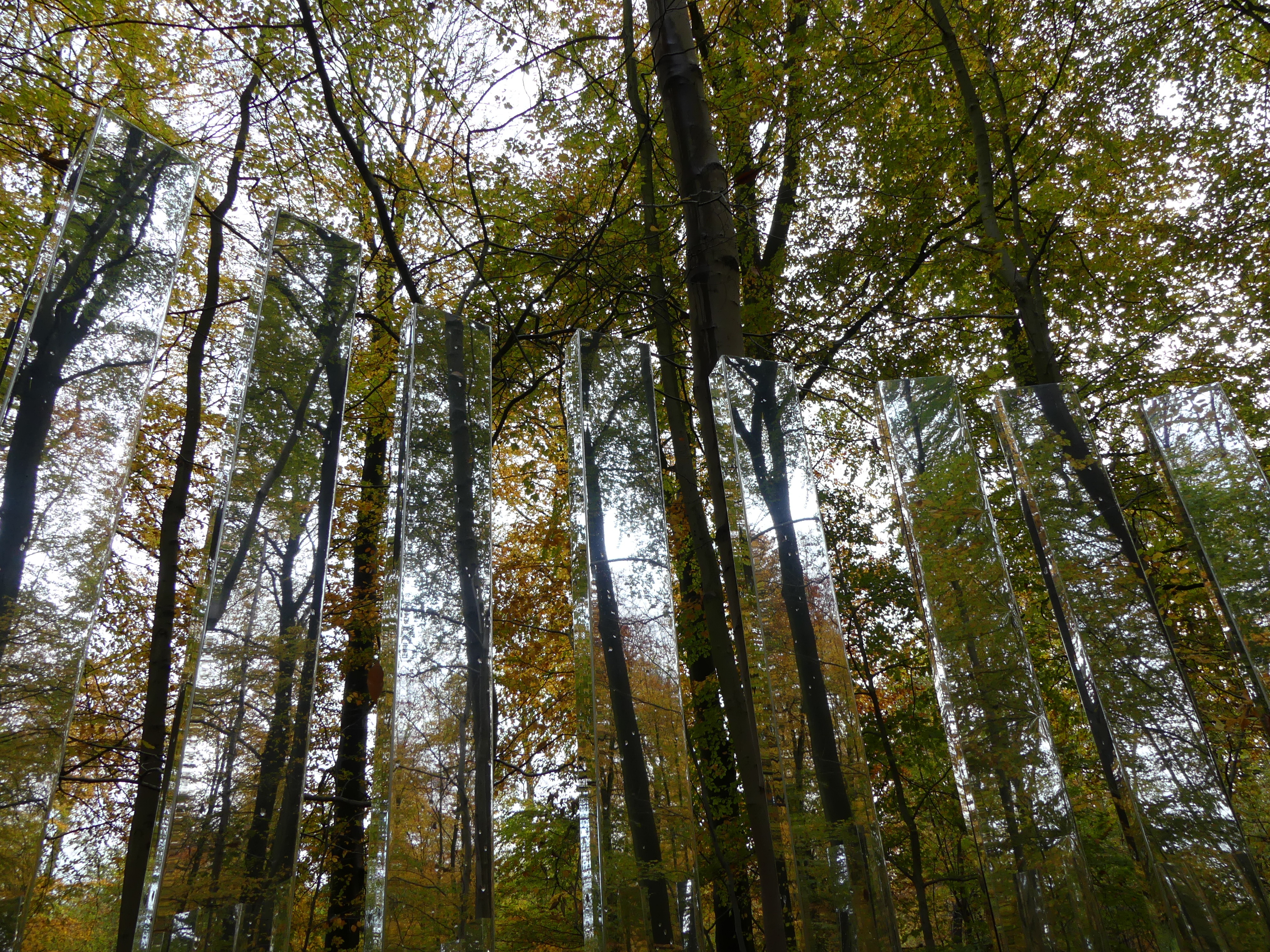 La forêt par les sens