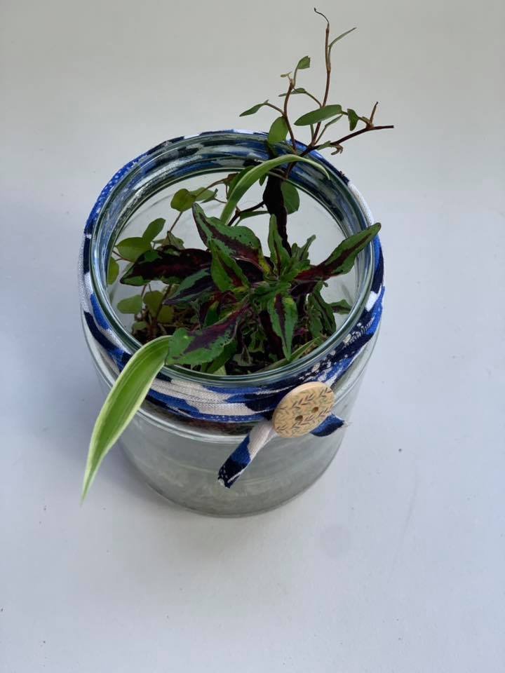 Ma Forêt dans un bocal