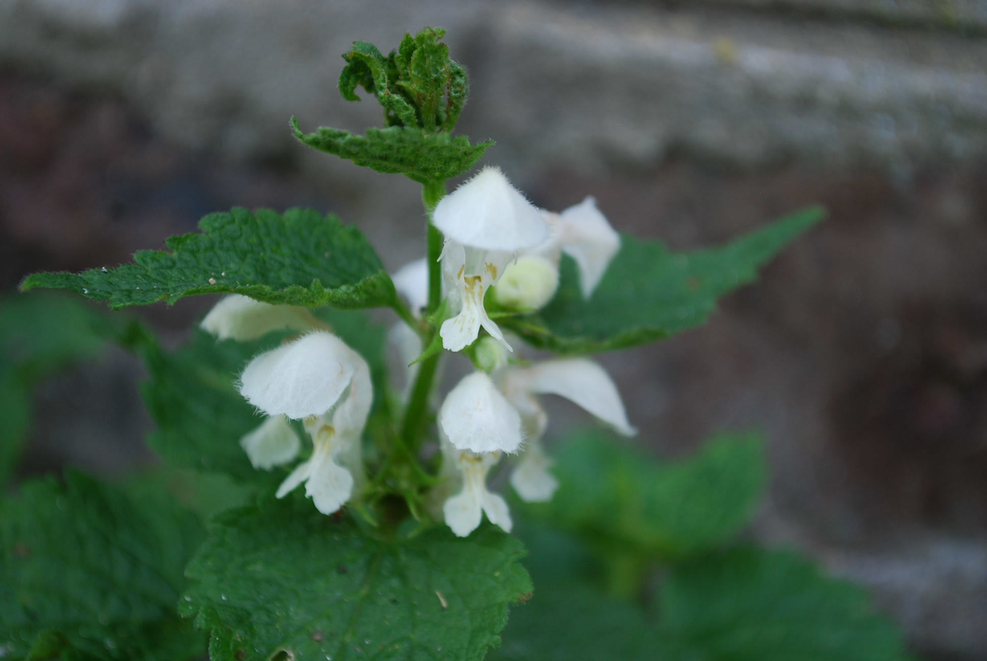 À la découverte des plantes sauvages
