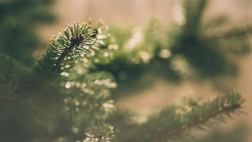 Image branches de sapin